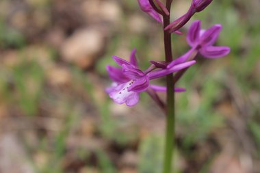 الزهرة، شهر آذار. هذه الصورة مرخصة تحت المشاع الإبداعي نسب المصنف - غير تجاري 4.0