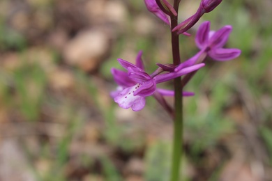 Flower, March. This photo is available under the Creative Commons CC-BY-NC 4.0 License.