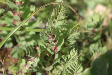 الأوراق، شهر آذار. هذه الصورة مرخصة تحت المشاع الاٍبداعي نسب المصنف - غير تجاري 4.0