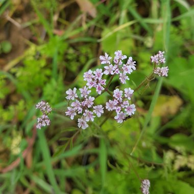 الأزهار، شهر شباط. هذه الصورة مرخصة تحت المشاع الاٍبداعي نسب المصنف - غير تجاري 4.0