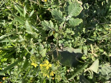 نسب المصنف - غير تجاري 4.0 دولي (CC BY-NC 4.0)- i naturalist.