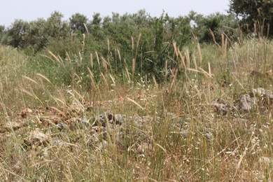 General View, May. This photo is available under the Creative Commons CC-BY-NC 4.0 License.