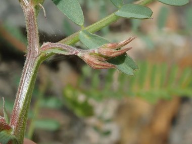 نسب المصنف - غير تجاري 4.0 دولي (CC BY-NC 4.0)- i naturalist.