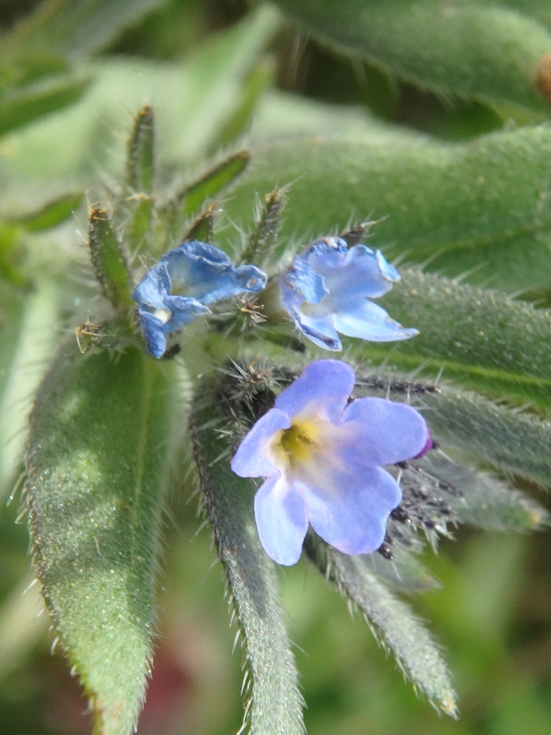 Via inaturalist. Licensed under Attribution-NonCommercial 4.0.International.