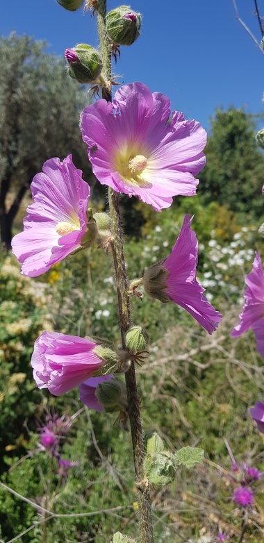 الأزهار، شهر نيسان. هذه الصورة مرخصة تحت المشاع الإبداعي نسب المصنف - غير تجاري 4.0