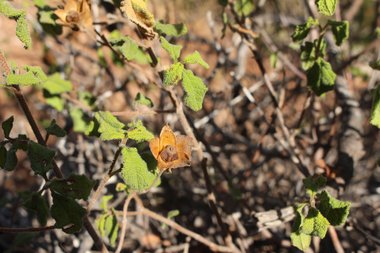 Seeds, June. This photo is available under the Creative Commons CC-BY-NC 4.0 License.
