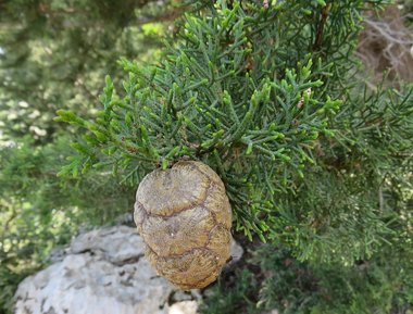 نسب المصنف - غير تجاري 4.0 دولي (CC BY-NC 4.0)- i naturalist.