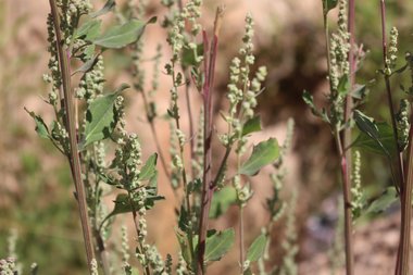 الأزهار والأوراق، شهر تموز. هذه الصورة مرخصة تحت المشاع الاٍبداعي نسب المصنف - غير تجاري 4.0