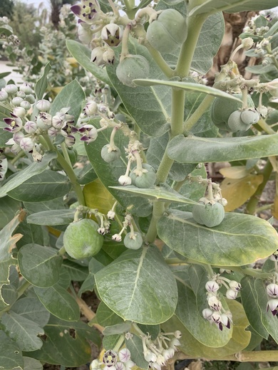 Flowers & Leaves, May. This photo is available under the Creative Commons CC-BY-NC 4.0 License.