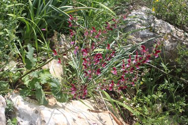 Flower & Leaves, April. This photo is available under the Creative Commons CC-BY-NC 4.0.