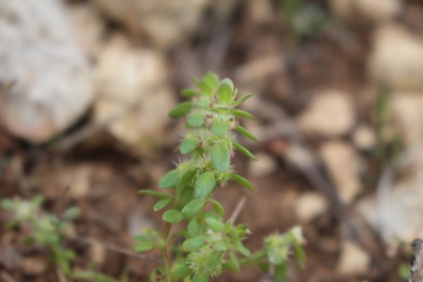 Flowers, March. This photo is available under the Creative Commons CC-BY-NC 4.0 License.