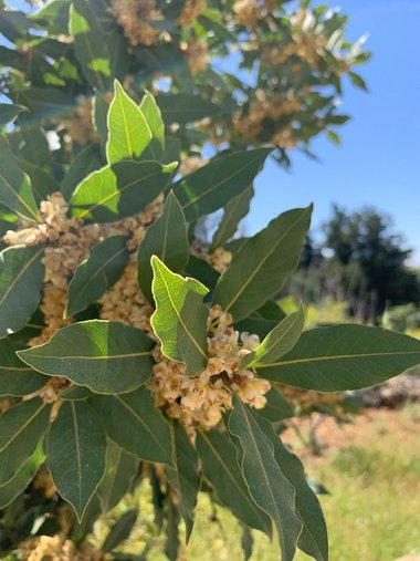 الأزهار والأوراق، شهر نيسان. هذه الصورة مرخصة تحت المشاع الاٍبداعي نسب المصنف - غير تجاري 4.0