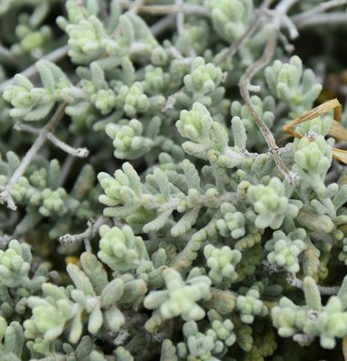 نسب المصنف - غير تجاري 4.0 دولي (CC BY-NC 4.0)- i naturalist.