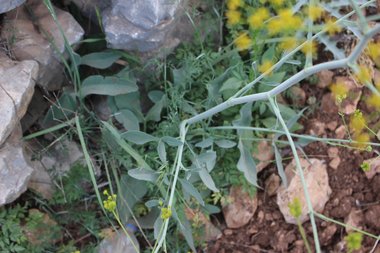 الأوراق، شهر نيسان. هذه الصورة مرخصة تحت المشاع الاٍبداعي نسب المصنف - غير تجاري 4.0