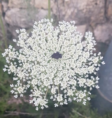 الزهرة، شهر نيسان. هذه الصورة مرخصة تحت المشاع الاٍبداعي نسب المصنف - غير تجاري 4.0