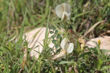 Flower & Leaves, February. This photo is available under the Creative Commons CC-BY-NC 4.0.