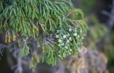 نسب المصنف - غير تجاري 4.0 دولي (CC BY-NC 4.0)- i naturalist.