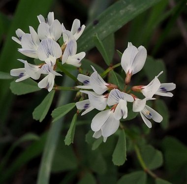 نسب المصنف - غير تجاري 4.0 دولي (CC BY-NC 4.0)- i naturalist.