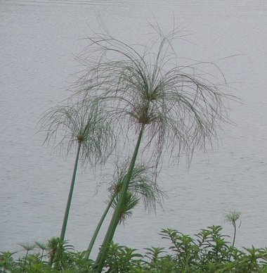 نسب المصنف - غير تجاري 4.0 دولي (CC BY-NC 4.0)- i naturalist.