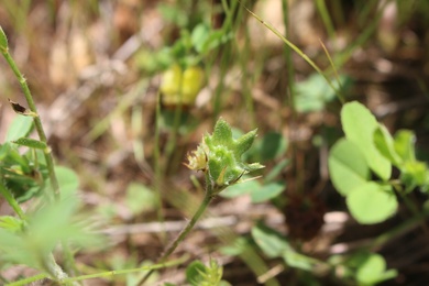 Seed, April. This photo is available under the Creative Commons CC-BY-NC 4.0.