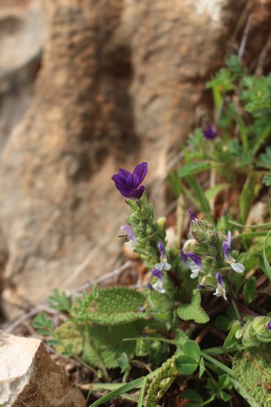 صورة عامة، شهر شباط. هذه الصورة مرخصة تحت المشاع الاٍبداعي نسب المصنف - غير تجاري 4.0