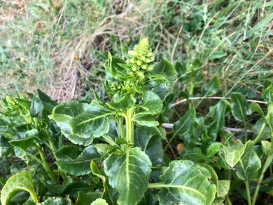 Via inaturalist. Licensed under Attribution-NonCommercial 4.0.International.