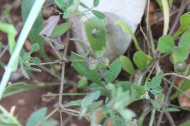 البذور و الأوراق، شهر أيار. هذه الصورة مرخصة تحت المشاع الاٍبداعي نسب المصنف - غير تجاري 4.0