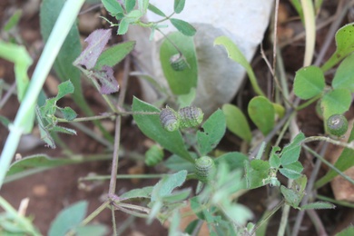 Seed Pods & Leaves, May. This photo is available under the Creative Commons CC-BY-NC 4.0.