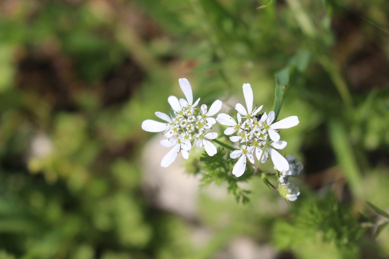 الأزهار، شهر آذار. هذه الصورة مرخصة تحت المشاع الاٍبداعي نسب المصنف - غير تجاري 4.0