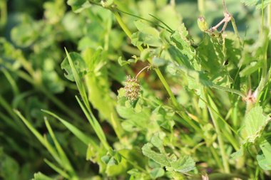 القرون، شهر شباط. هذه الصورة مرخصة تحت المشاع الاٍبداعي نسب المصنف - غير تجاري 4.0