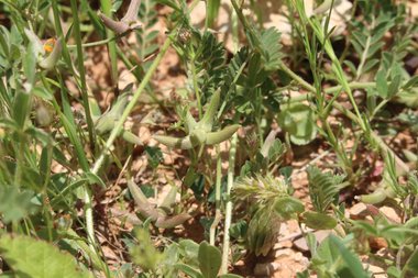 Fruit, March. This photo is available under the Creative Commons CC-BY-NC 4.0 License.