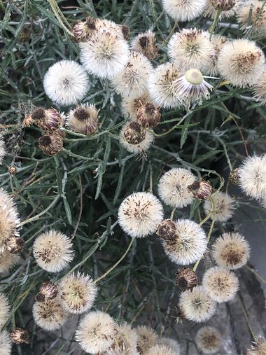 البذور، شهر أيار. هذه الصورة مرخصة تحت المشاع الاٍبداعي نسب المصنف - غير تجاري 4.0