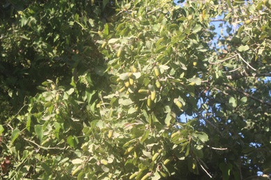 Acorns & Leaves, October. This photo is available under the Creative Commons CC-BY-NC 4.0.