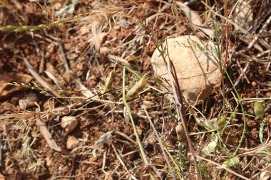 القرن، شهر نيسان. هذه الصورة مرخصة تحت المشاع الاٍبداعي نسب المصنف - غير تجاري 4.0