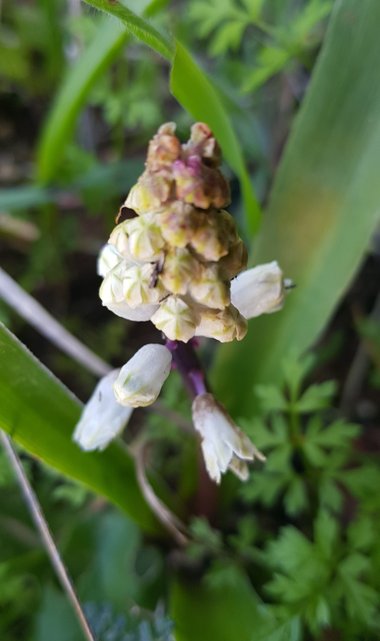 الأزهار، شهر شباط. هذه الصورة مرخصة تحت المشاع الاٍبداعي نسب المصنف - غير تجاري 4.0