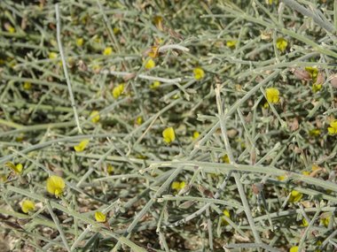 نسب المصنف - غير تجاري 4.0 دولي (CC BY-NC 4.0)- i naturalist.