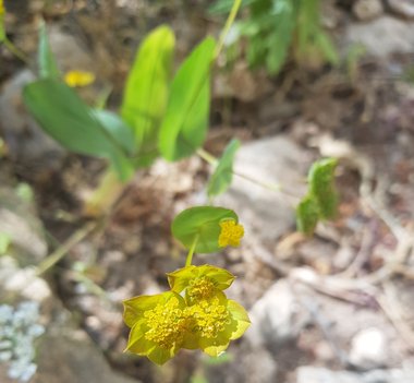 الأزهار، شهر أيار. هذه الصورة مرخصة تحت المشاع الاٍبداعي نسب المصنف - غير تجاري 4.0