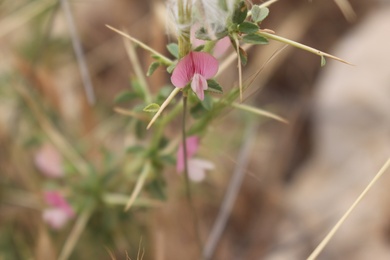Flowers, May. This photo is available under the Creative Commons CC-BY-NC 4.0 License.