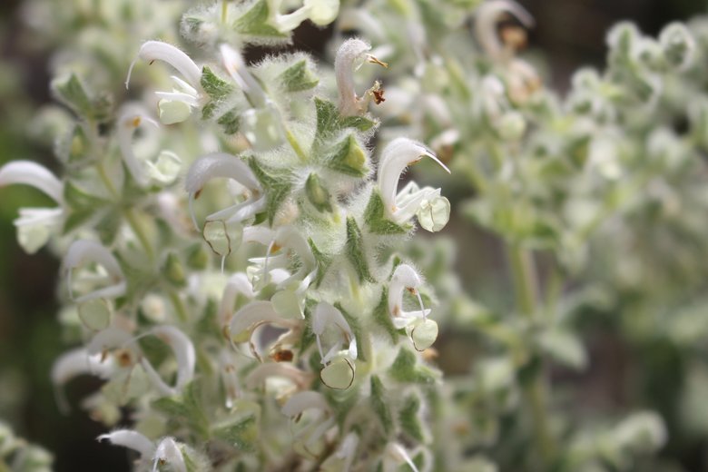 الأزهار، شهر نيسان. هذه الصورة مرخصة تحت المشاع الاٍبداعي نسب المصنف - غير تجاري 4.0