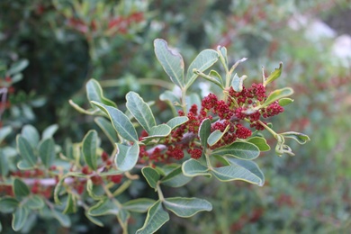 Flower buds & Leaves, March. This photo is available under the Creative Commons CC-BY-NC 4.0.