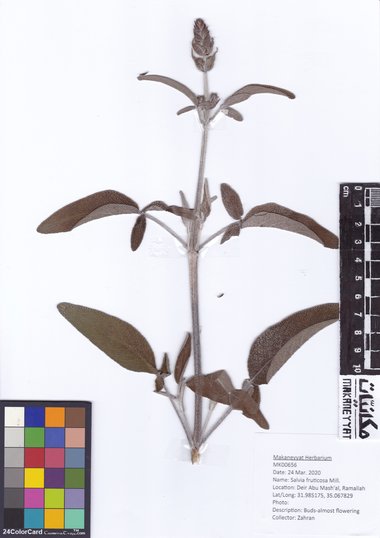 هذه الصورة مرخصة تحت المشاع الإبداعي نسب المصنف - غير تجاري 4.0