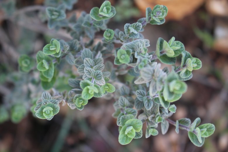 Leaves, February. This photo is available under the Creative Commons CC-BY-NC 4.0.
