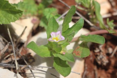 الأزهار والأوراق، شهر آذار. هذه الصورة مرخصة تحت المشاع الاٍبداعي نسب المصنف - غير تجاري 4.0