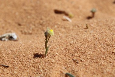 نسب المصنف - غير تجاري 4.0 دولي (CC BY-NC 4.0)- i naturalist.