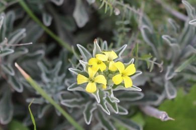 Flowers, February. This photo is available under the Creative Commons CC-BY-NC 4.0 License.