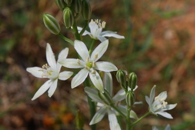 نسب المصنف - غير تجاري 4.0 دولي (CC BY-NC 4.0)- i naturalist.