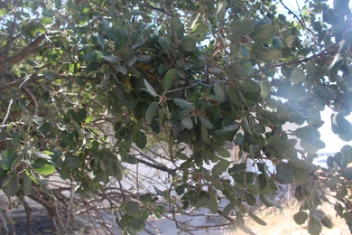 Leaves, October. This photo is available under the Creative Commons CC-BY-NC 4.0.