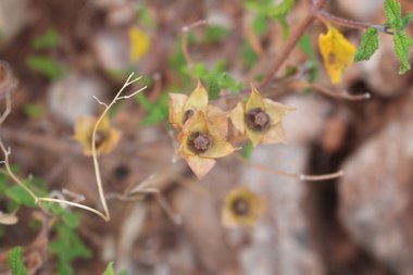 Seeds, June. This photo is available under the Creative Commons CC-BY-NC 4.0 License.
