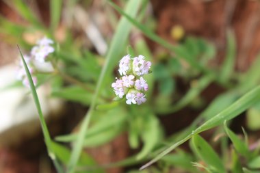 الأزهار، شهر آذار. هذه الصورة مرخصة تحت المشاع الاٍبداعي نسب المصنف - غير تجاري 4.0