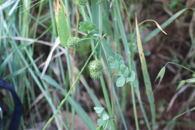 القرون والأوراق، شهر أيار. هذه الصورة مرخصة تحت المشاع الاٍبداعي نسب المصنف - غير تجاري 4.0